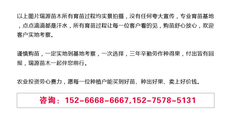 蜜2號36-5油蟠桃畝產(chǎn)多少斤