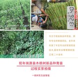 早熟油蟠桃那个品种好_早熟油蟠桃裂果严重不图片3