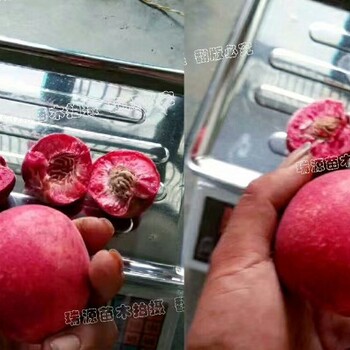 中蟠21樹苗批發(fā)_中蟠21前景如何