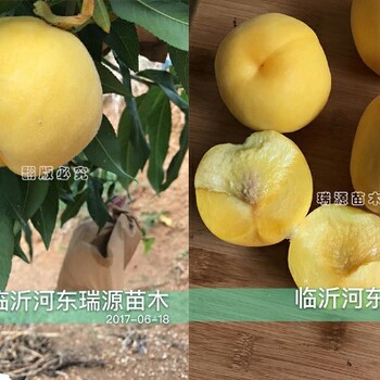 黃金蟠桃21圖片介紹_黃金蟠桃21品種特性