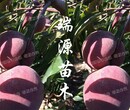西尾黄桃适合种植地区晚熟黄桃图片