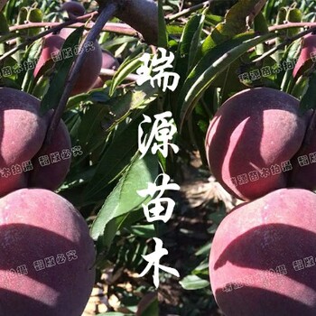 西尾黃桃適合種植地區(qū)晚熟黃桃