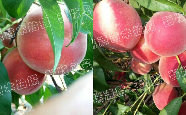 晚熟油蟠什么品種好