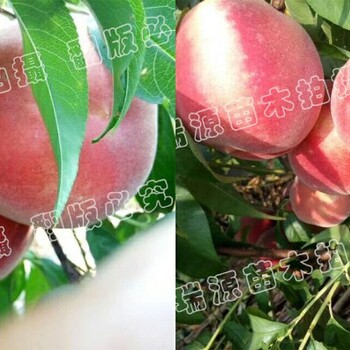 黃貴妃黃桃畝產(chǎn)多少