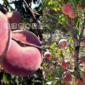 油蟠桃6—6簡介介紹_油蟠桃6—6特征介紹