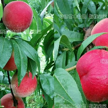 风味天后品种介绍风味太后油蟠桃