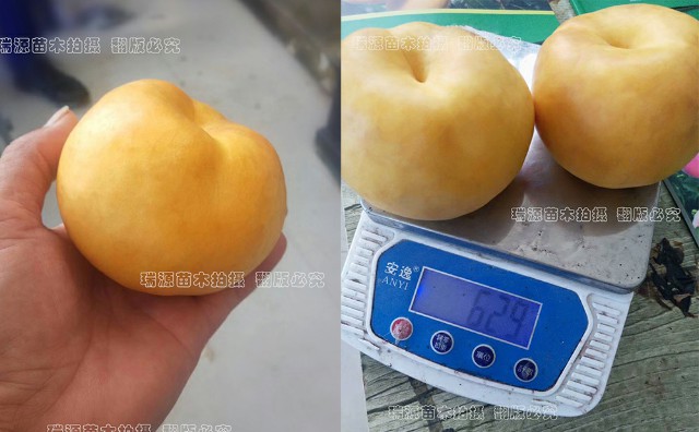 中蟠11中蟠21適合種植地區(qū)