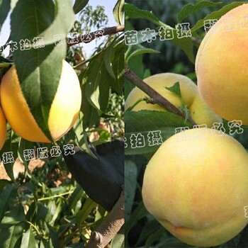 瑞源黃桃裂果嚴(yán)重不_瑞源黃桃什么品種好