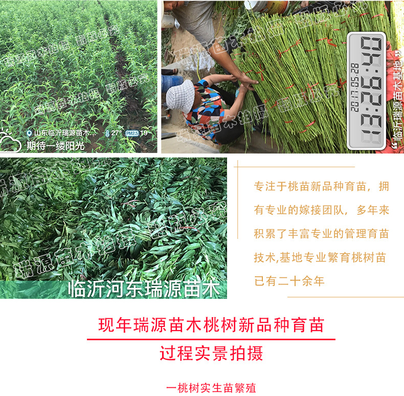 大理冬桃种植基地