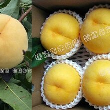 晚熟桃树品种有哪些图片