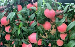 早熟锦春黄桃的成熟时间图片3