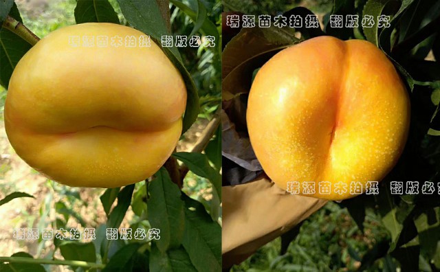 红肉硬桃品种_新世纪王桃品种介绍