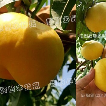 莱芜主要产桃省份的桃品种_莱芜哪里有卖