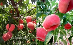 白桃有那些品种_突围桃是杂交品种嘛图片1