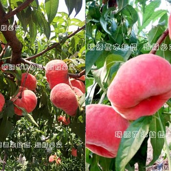 襄阳冬桃品种_品种市场前景