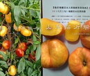 盘桃品种大全_图片介绍