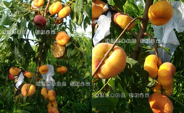 童年老品种桃绿色的桃子_新乡桃的品种