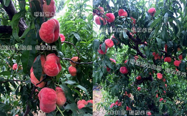 中蟠17桃子的特点晚熟品种介绍
