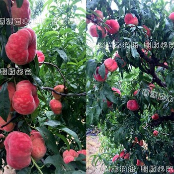 特围大红桃有没这种桃品种_品种市场前景