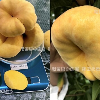 16个桃树品种黄桃_新品种青桃