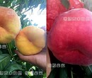 紅豐一號桃品種介紹_優惠價格圖片