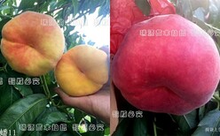 童年老品种桃绿色的桃子_新乡桃的品种图片5