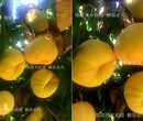 仲秋黄金脆桃品种介绍_品种好图片