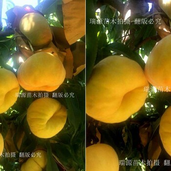 早熟有名桃品种介绍_金雀山居士黄桃品种