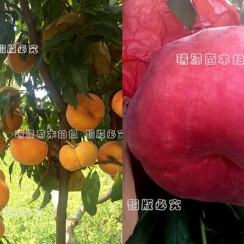 巨型冬桃品种介绍