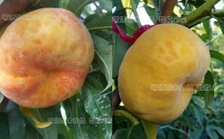 白桃有那些品种_突围桃是杂交品种嘛图片2