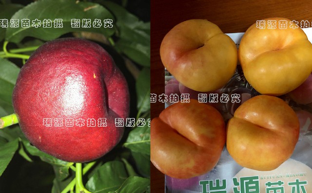 桃树在八月份成熟的黄油桃品种桃_新品种价格
