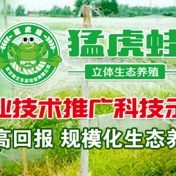 農(nóng)村創(chuàng)業(yè)做什么好？武漢猛虎蛙青蛙養(yǎng)殖帶你成就美好事業(yè)