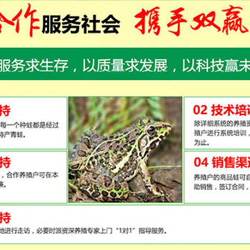 武漢猛虎蛙青蛙養(yǎng)殖市場(chǎng)空間廣闊是個(gè)值得投資的好項(xiàng)目