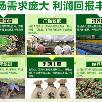 武漢猛虎蛙青蛙養(yǎng)殖加盟五重貼心保障助你養(yǎng)殖無憂