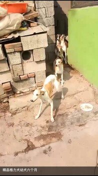 纯种格力犬幼犬活体惠比特犬格慧犬灵缇犬全活猎兔犬活体宠物狗狗