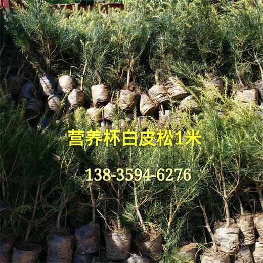 白皮松小苗~50公分白皮松小苗~50公分營養(yǎng)杯白皮松小苗