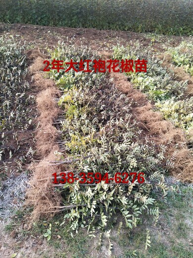 河南花椒苗种植基地河南花椒苗批发报价河南大红袍花椒苗