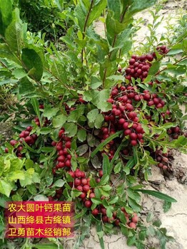 钙果种植经济效益好大量供应鲜食钙果苗钙果苗栽培技术