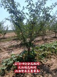 大红袍花椒树苗种植基地全冠+半冠+裸根占地花椒树规格图片3