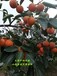 陽豐甜柿子苗產地規格價格種植技術