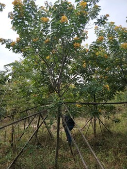 规格大量黄花槐黄花槐价格实惠黄花槐物美哪里有