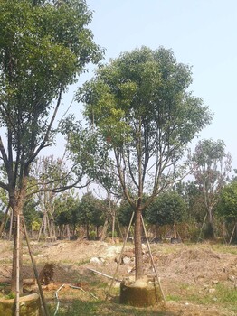 全冠香樟種植基地，全冠香樟規(guī)格