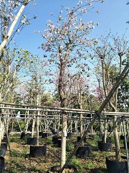 哪里有卖宫粉紫荆，哪个网站上有宫粉紫荆供应信息，基地