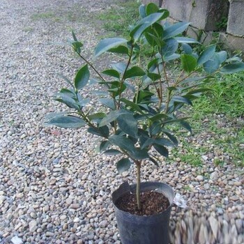2018年茶花新報價