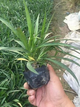 供應藍花莉價格是多少