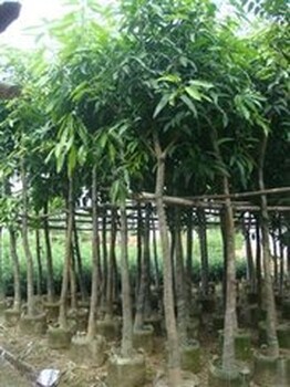哪里有長(zhǎng)期供應(yīng)火焰木袋苗