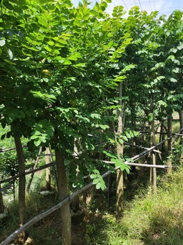 價(jià)格便宜質(zhì)量又好火焰木袋苗哪里有
