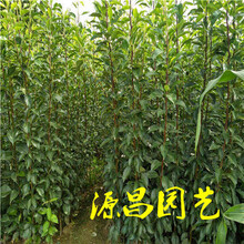 云南砚山的果树苗价格怎样种植能丰产泰安源昌苗圃批发