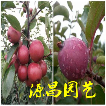 邵陽哪里有李子樹苗賣李子樹苗價(jià)格泰安源昌苗圃批發(fā)