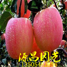 苹果树苗哪家强泰安源昌苗木批发